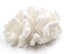 pocillopora eydouxi cauliflower coral